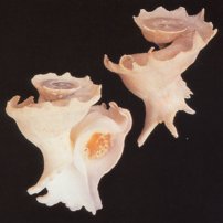 Lataixis Mawae